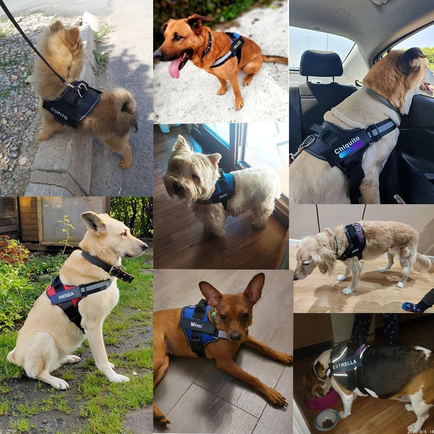 Custom Dog Harness | No Pull | The Signature