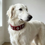 Spiked Dog Collar Genuine Leather  | Croc Leather EB65