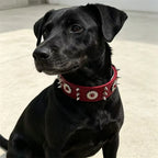 Spiked Dog Collar Genuine Leather  | Croc Leather EB65