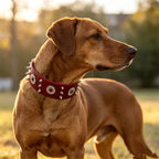 Spiked Dog Collar Genuine Leather  | Croc Leather EB65