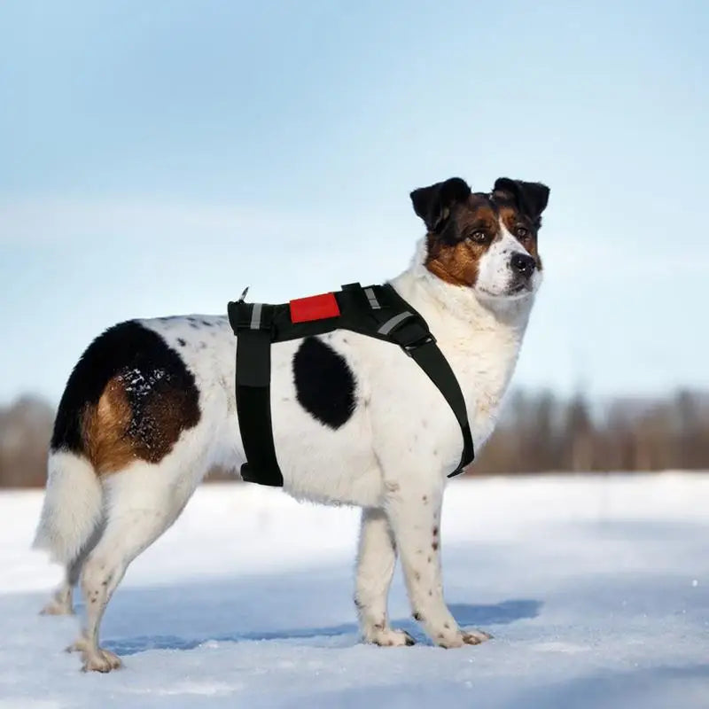 Dog Harness For Camera Soft Adjustable Dog Harness