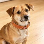 Genuine Leather Rhinestone Adjustable Pet Collar | Universal