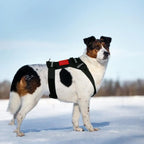 Dog Harness For Camera Soft Adjustable Dog Harness