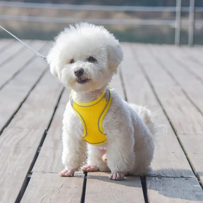Step-In Breathable Mesh Dog Harness & Leash Set