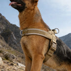 Tactical No-Pull Dog Harness for Large Breed