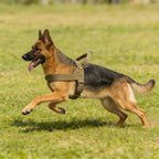 Tactical No-Pull Dog Harness for Large Breed